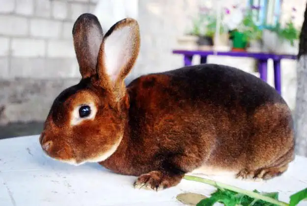5081.png